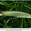 erebia melancholica daghestan larva3b